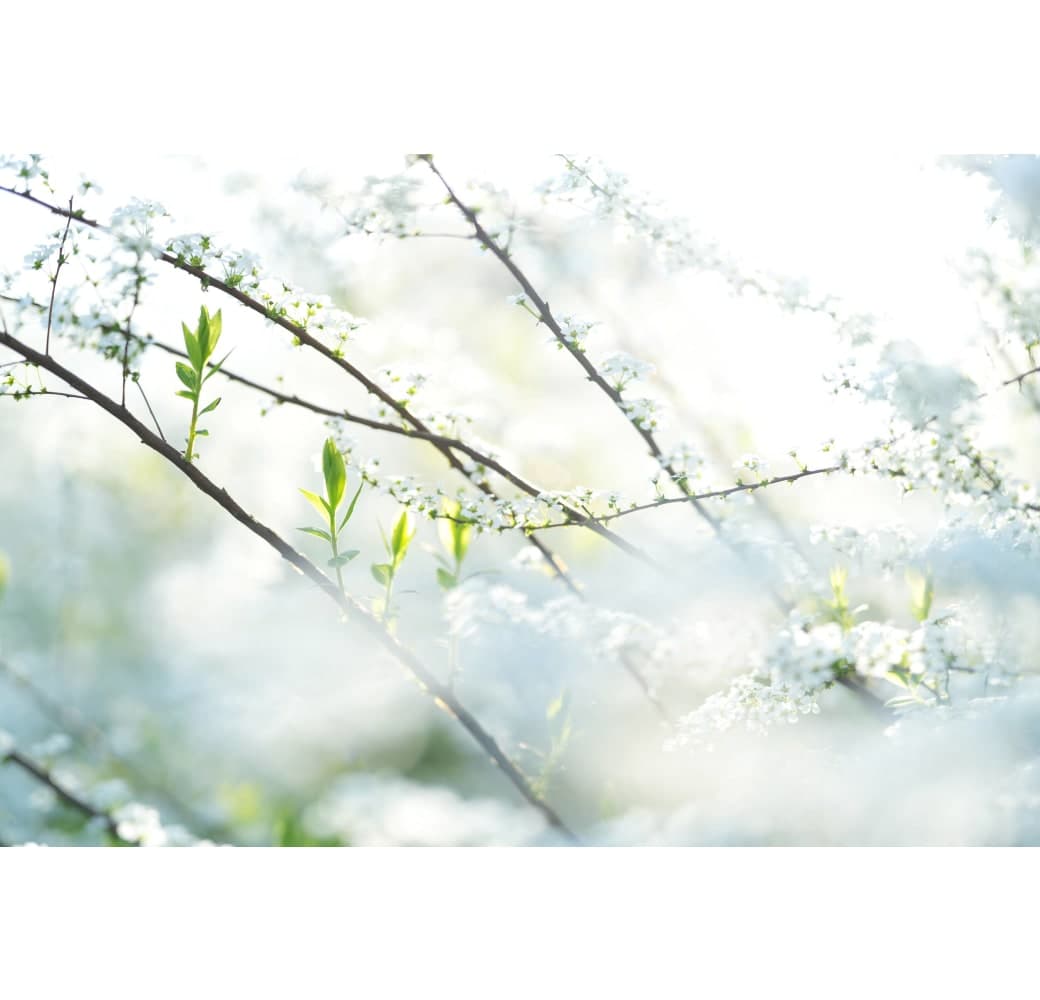 Black Sony FE 85mm F/1.4 GM II.18