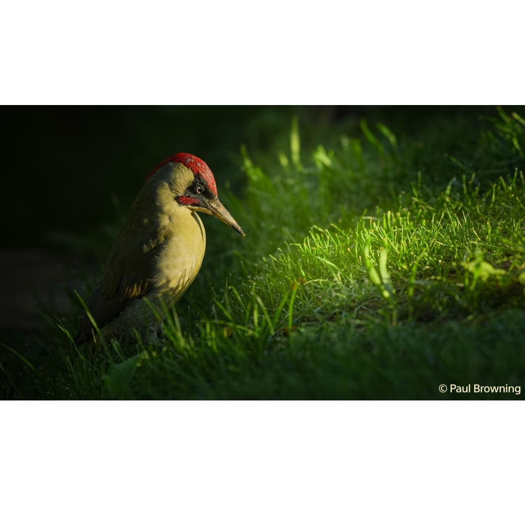 Black Sony Alpha 7 Mark V - Full Frame Camera body (ILCE7M5B).12